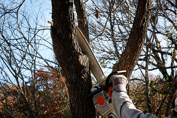 Professional Tree Removal Services in Wading River, NY